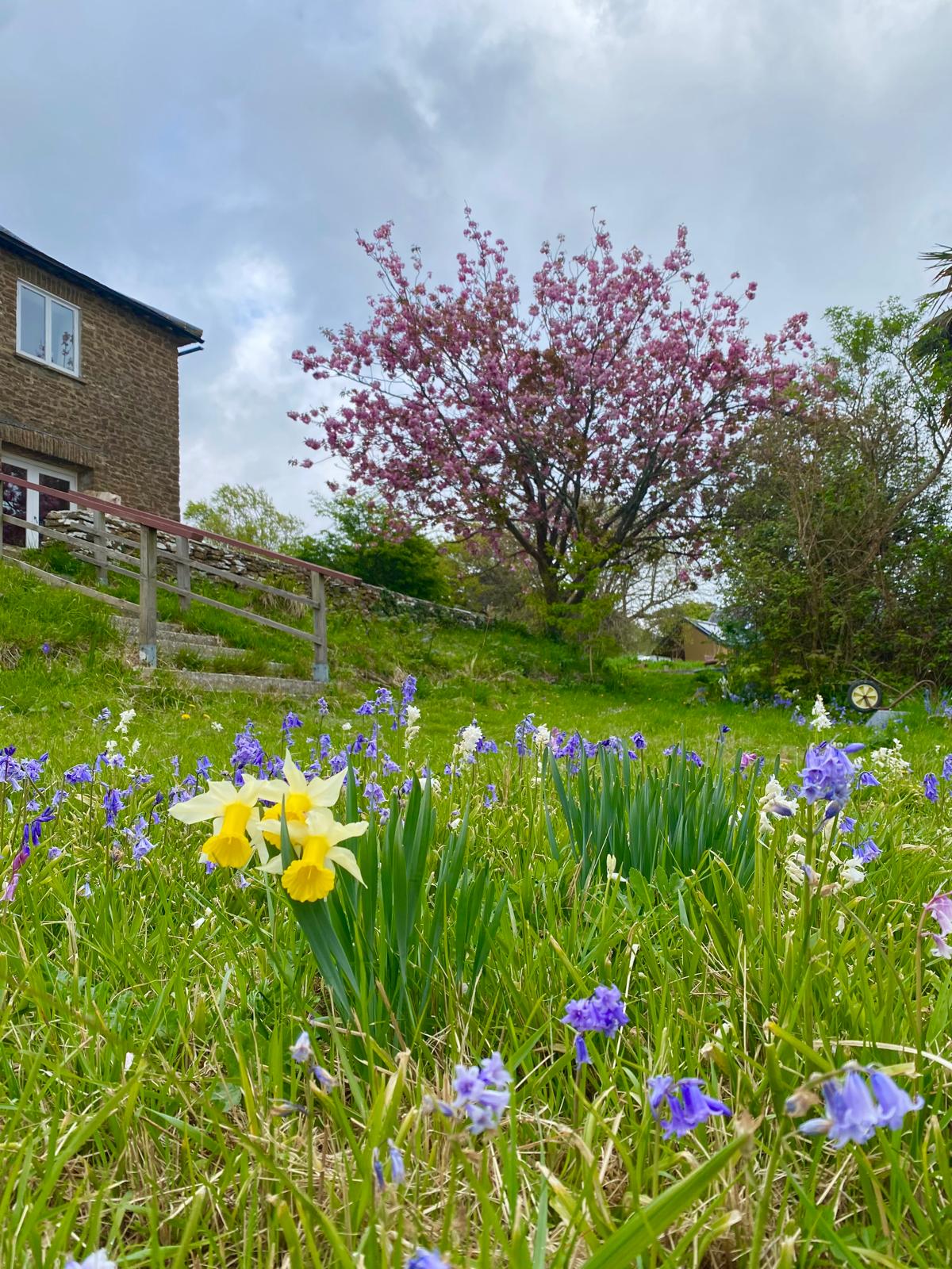 Spring flowers, cherry blossom and community house