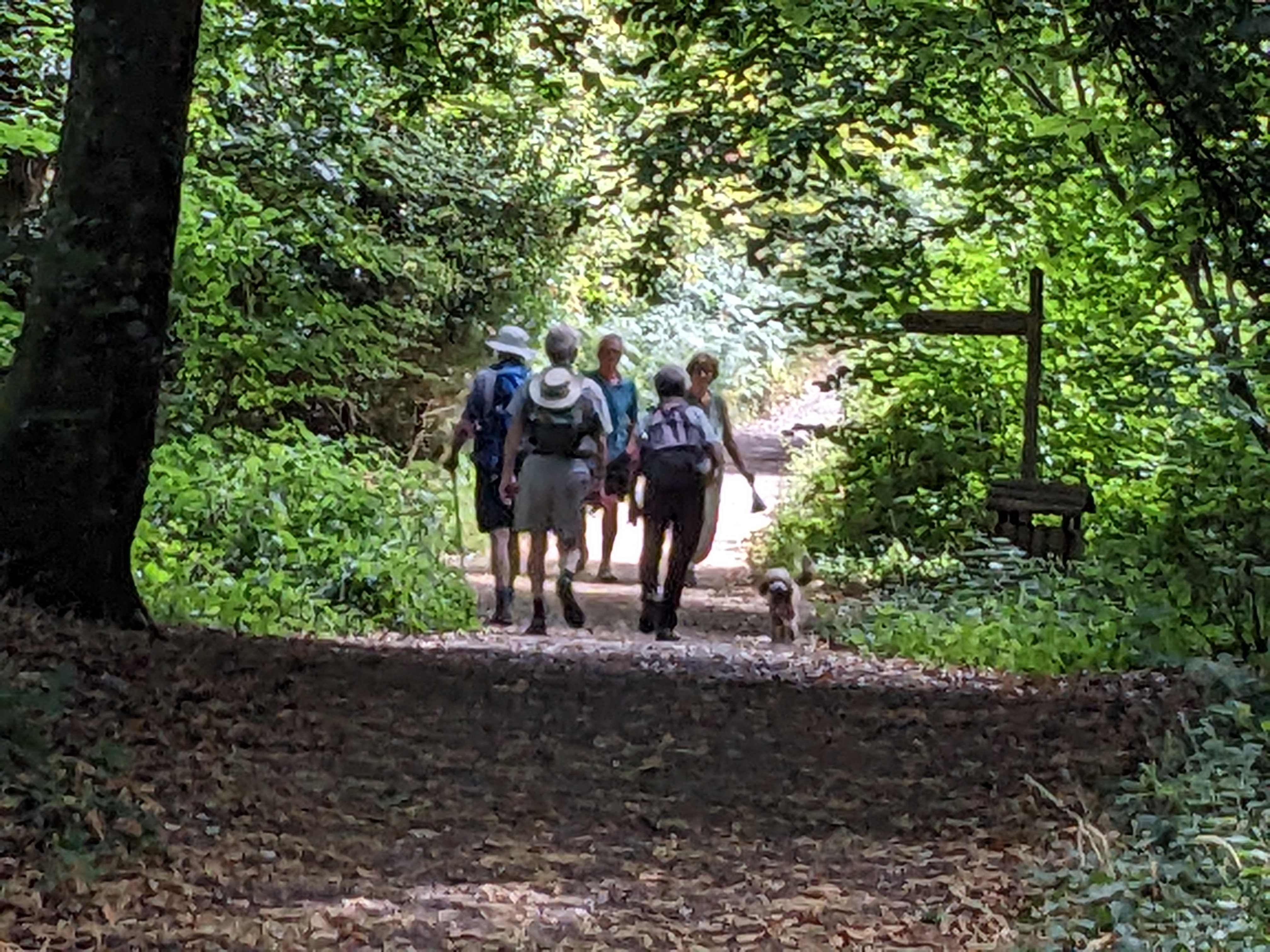 Walkers on a woodland path